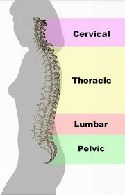 IM spinal segments
